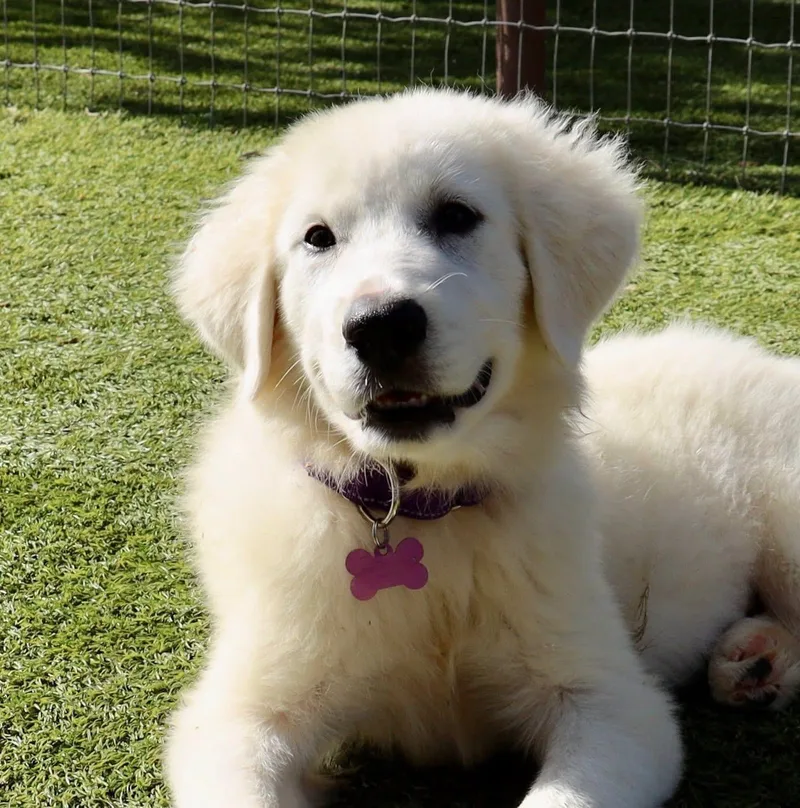 Biscuit thumbnail 3