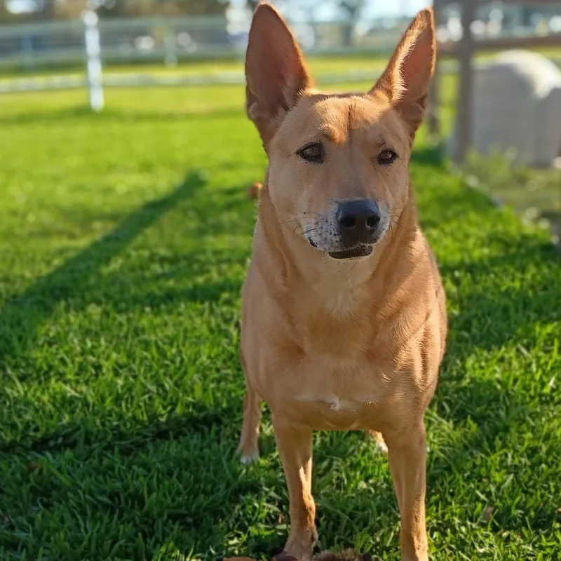 An adult large-sized female Bicolor Shepherd dog named Melody  Beautiful Poet for adoption in Houston, TX