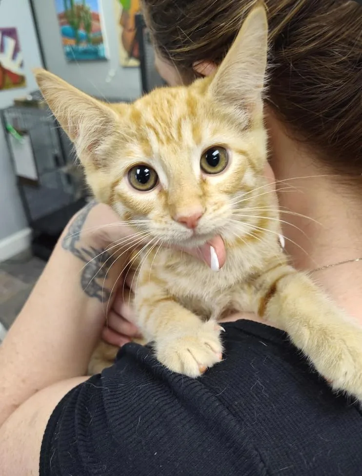 A baby medium-sized male Domestic Short Hair cat named Sunny for adoption in Columbus, OH