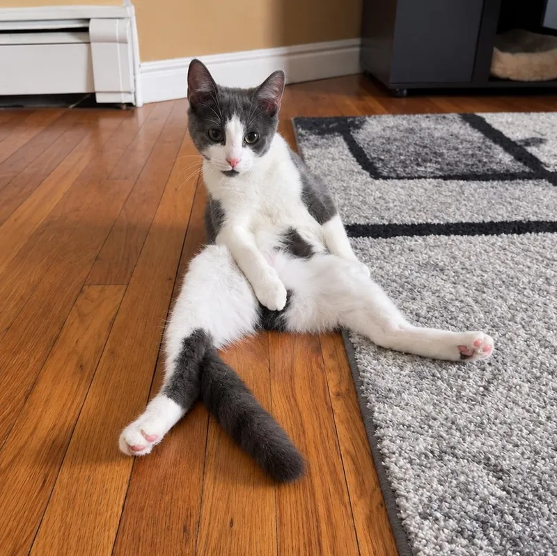 A young medium-sized female Gray / Blue / Silver Domestic Short Hair cat named Sky for adoption in Stamford, CT