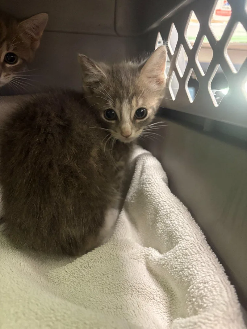 A baby small-sized male Tabby (Gray / Blue / Silver) Domestic Short Hair cat named Lychee for adoption in Raleigh, NC