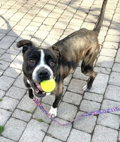An adult large-sized male Terrier dog named Bert for adoption in Washington, DC