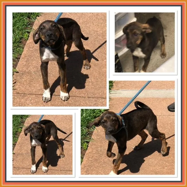 A baby medium-sized male Brown / Chocolate Australian Cattle Dog / Blue Heeler dog named Bowie for adoption in Buckhannon, WV
