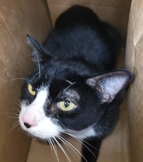 An adult medium-sized male Domestic Short Hair cat named Wally for adoption in San Antonio, TX