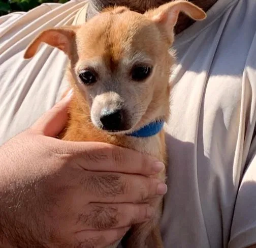 A senior small-sized male Chihuahua dog named MohawkPinky for adoption in Bonita, CA
