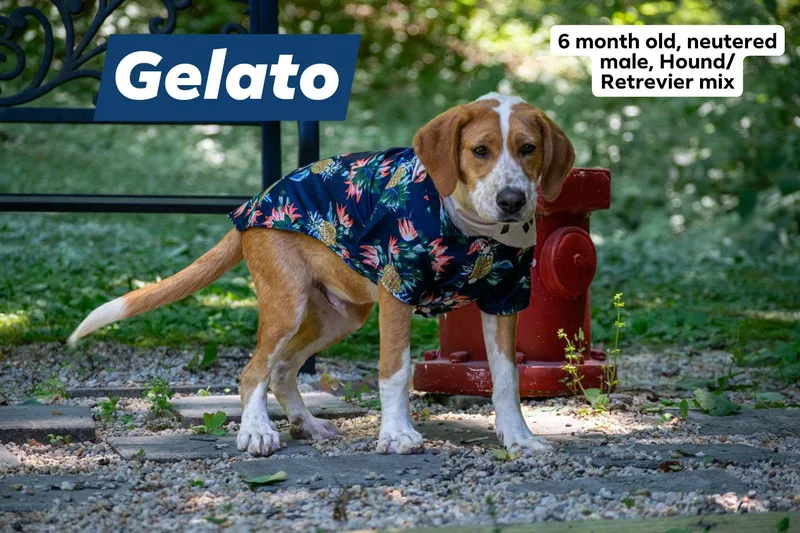 Gelato thumbnail 3