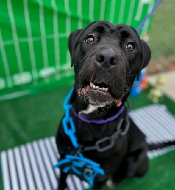 An adult large-sized female Labrador Retriever dog named Mazie for adoption in Charlotte, NC