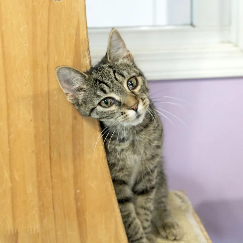 A baby small-sized female Brown / Chocolate Domestic Short Hair cat named Amora for adoption in McKean, PA
