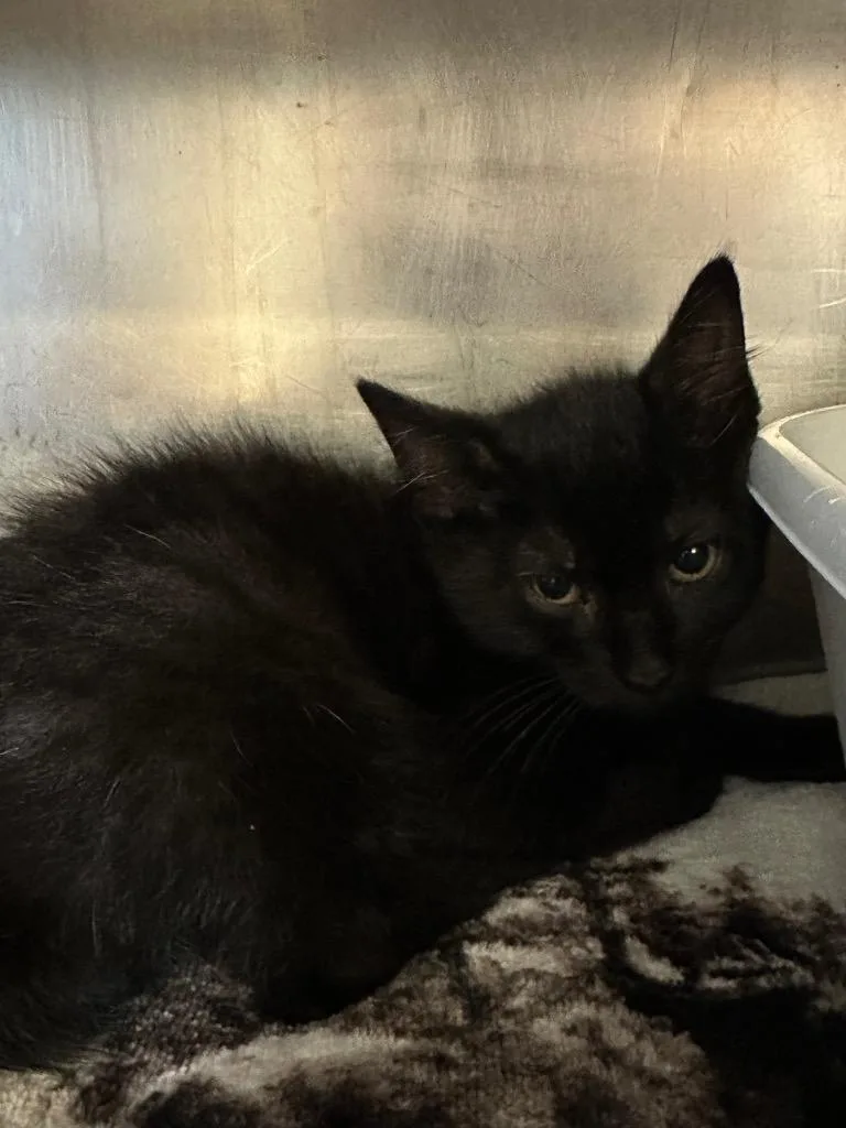 A baby medium-sized female Domestic Short Hair cat named Blanca for adoption in Pomona, NY