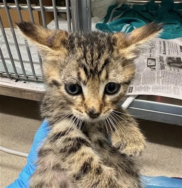 A baby small-sized male Domestic Short Hair cat named Shiitake for adoption in Baytown, TX