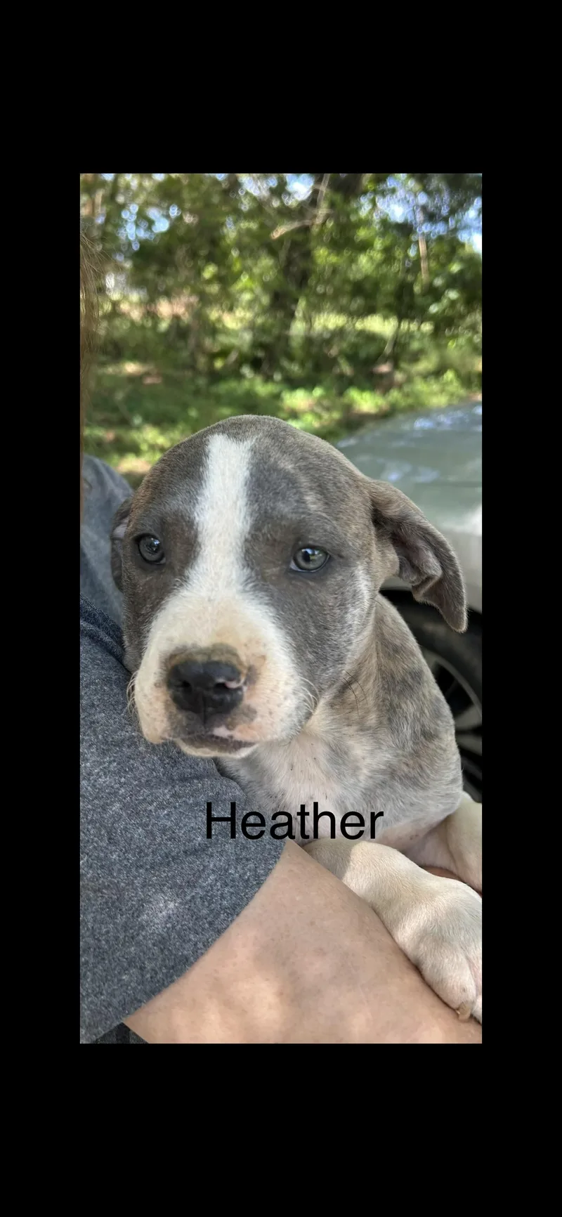A young medium-sized female Pit Bull Terrier dog named Heather for adoption in Texarkana, TX