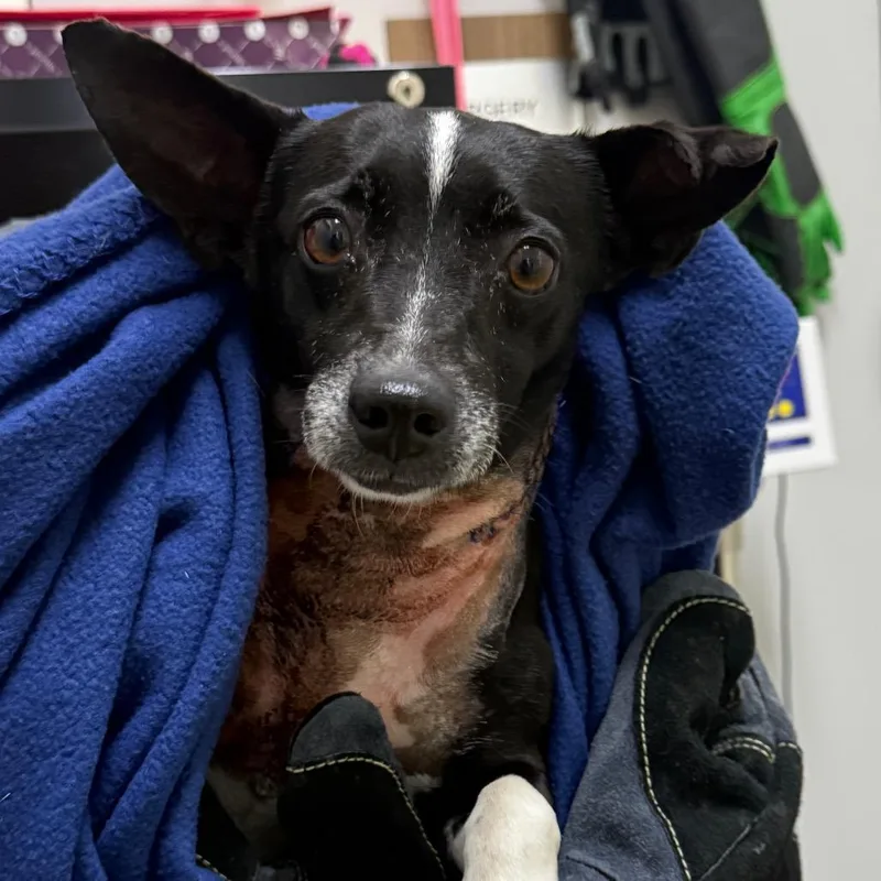 An adult small-sized male Black Chihuahua dog named Ferb for adoption in Corpus Christi, TX