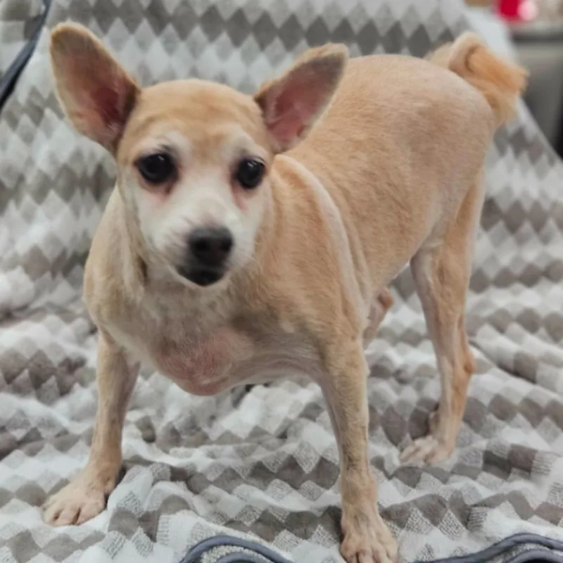 A senior small-sized female Pomeranian dog named PomPom for adoption in Twin lakes, WI