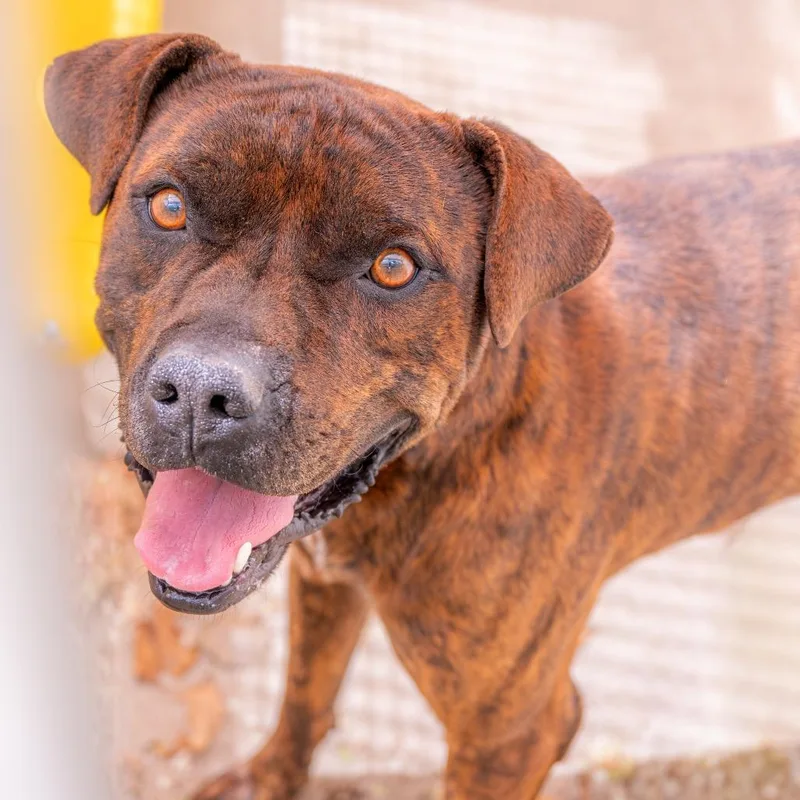 An adult medium-sized male Brindle Boxer dog named Reese for adoption in Albuquerque, NM
