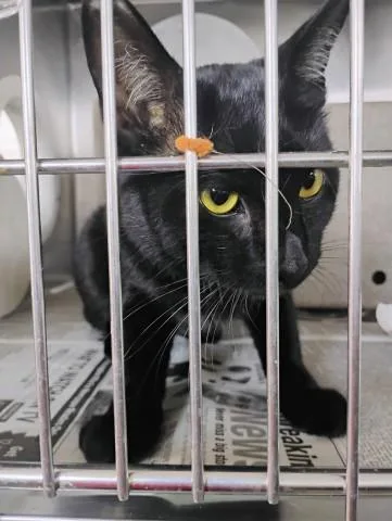 A young small-sized male Domestic Short Hair cat named Hamal for adoption in San Bernardino, CA