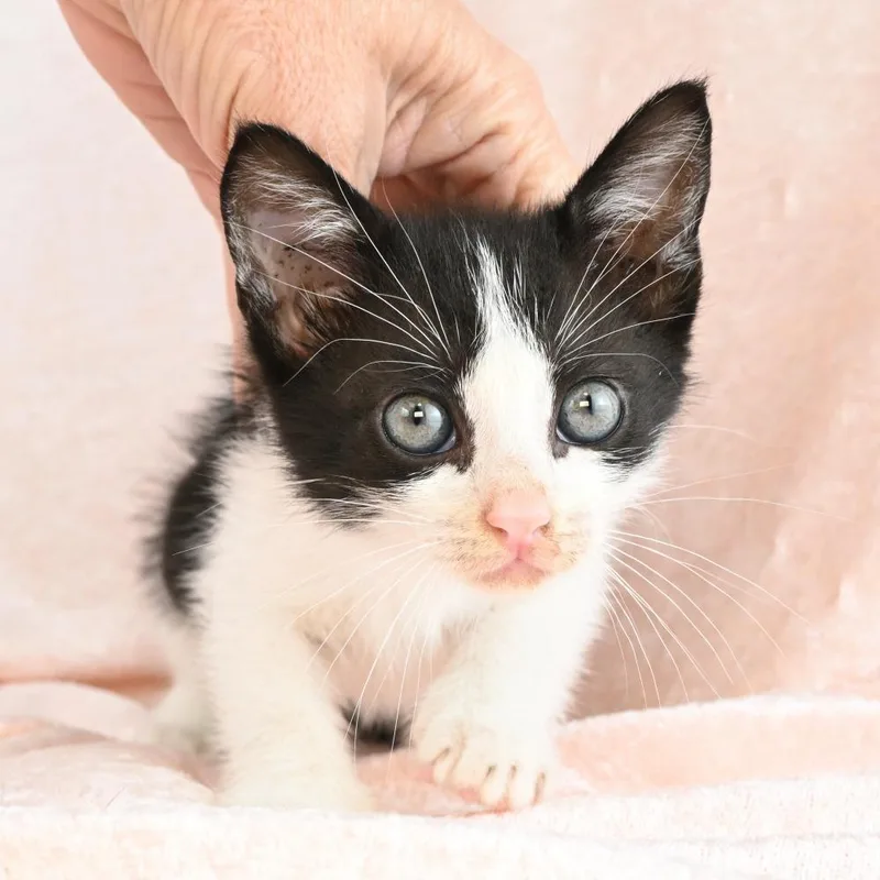 A baby small-sized female Black Domestic Short Hair cat named Maggie for adoption in Mobile, AL