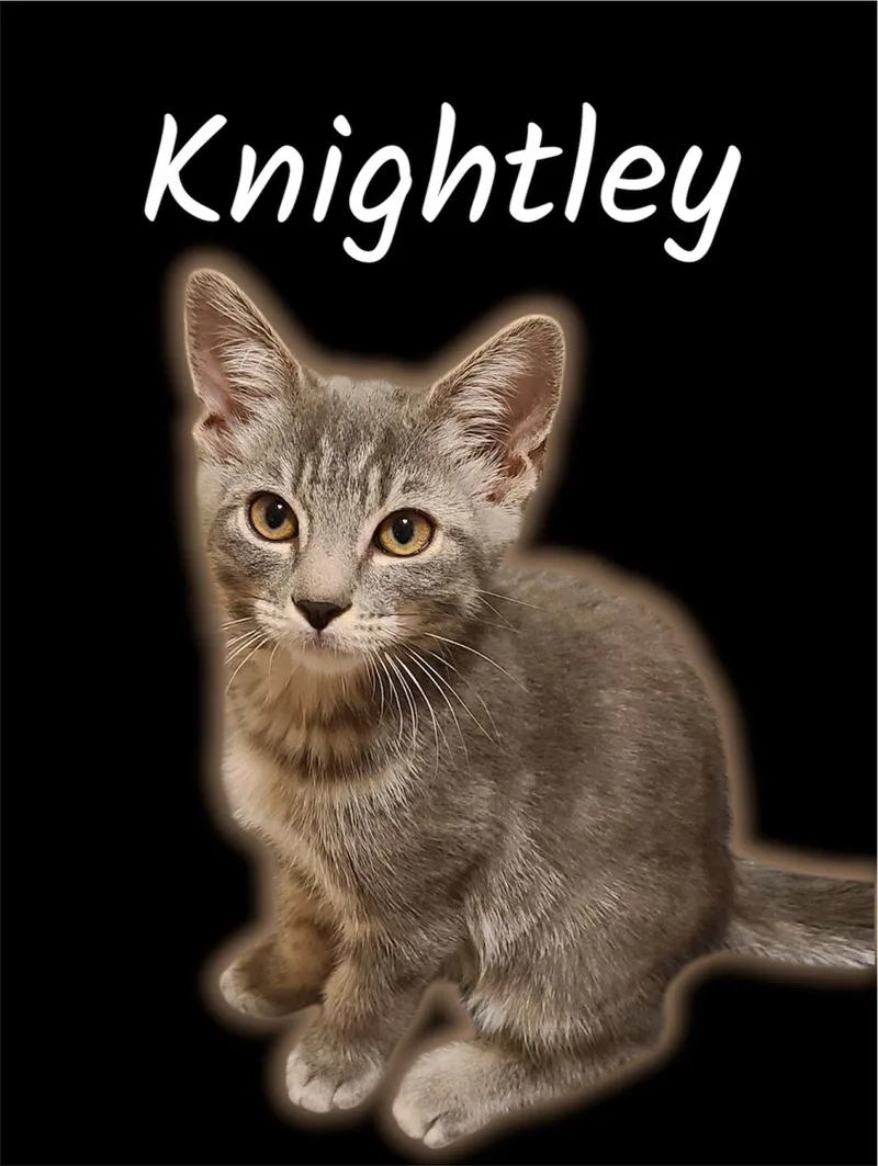 A baby small-sized male Tabby (Gray / Blue / Silver) Domestic Medium Hair cat named Knightley for adoption in Auburn, CA