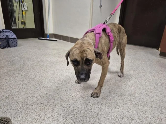 An adult medium-sized female Pit Bull Terrier dog named Zoey for adoption in Chapel Hill, NC