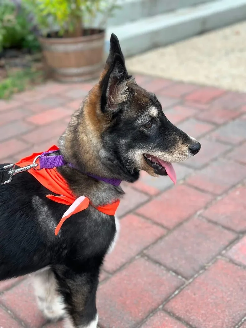 A baby large-sized female German Shepherd Dog dog named Janis Joplin for adoption in Wappingers Falls, NY
