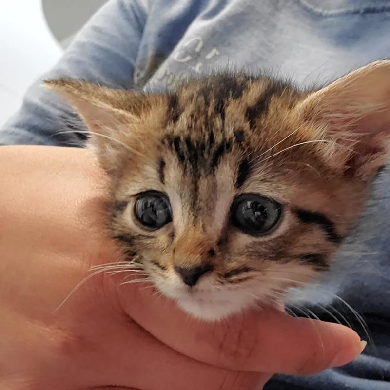 A baby small-sized female Gray / Blue / Silver Domestic Short Hair cat named Jolly for adoption in Lake Jackson, TX