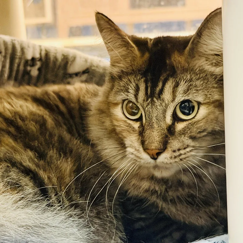 An adult medium-sized female Domestic Long Hair cat named Cleo for adoption in Herndon, VA
