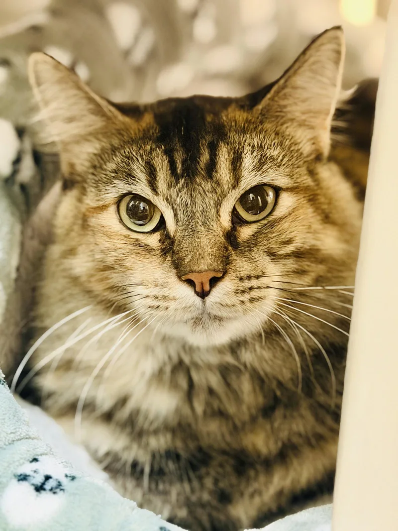 Cleo thumbnail 3