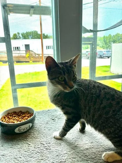 A young small-sized female Domestic Short Hair cat named Story for adoption in Paducah, KY