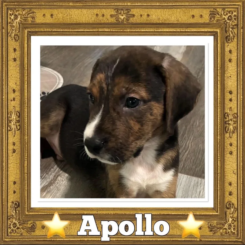 Apollo