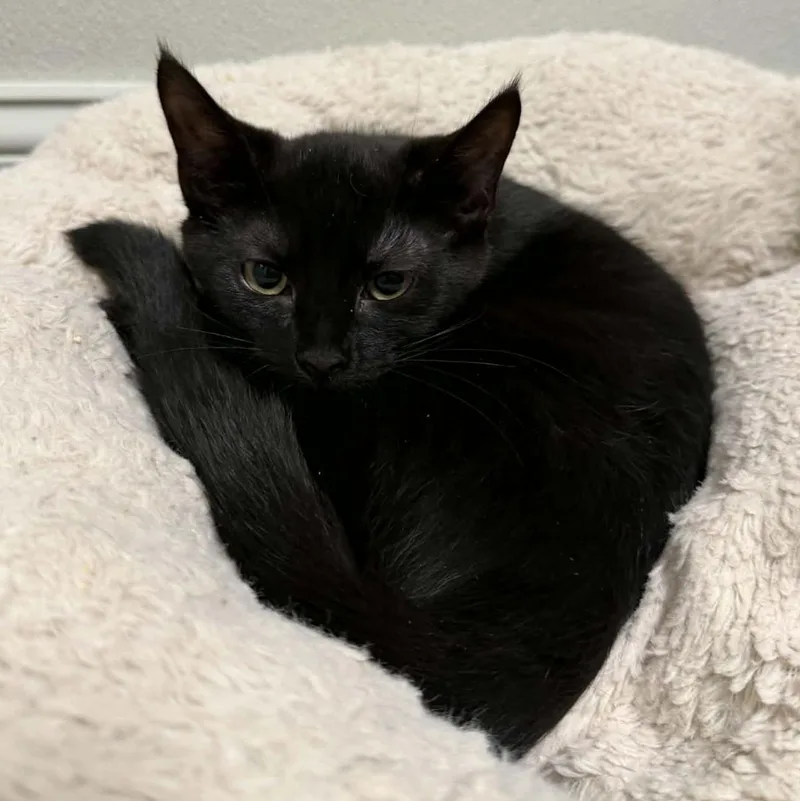 A baby medium-sized male Black Domestic Short Hair cat named Alfalfa for adoption in Fall River, MA