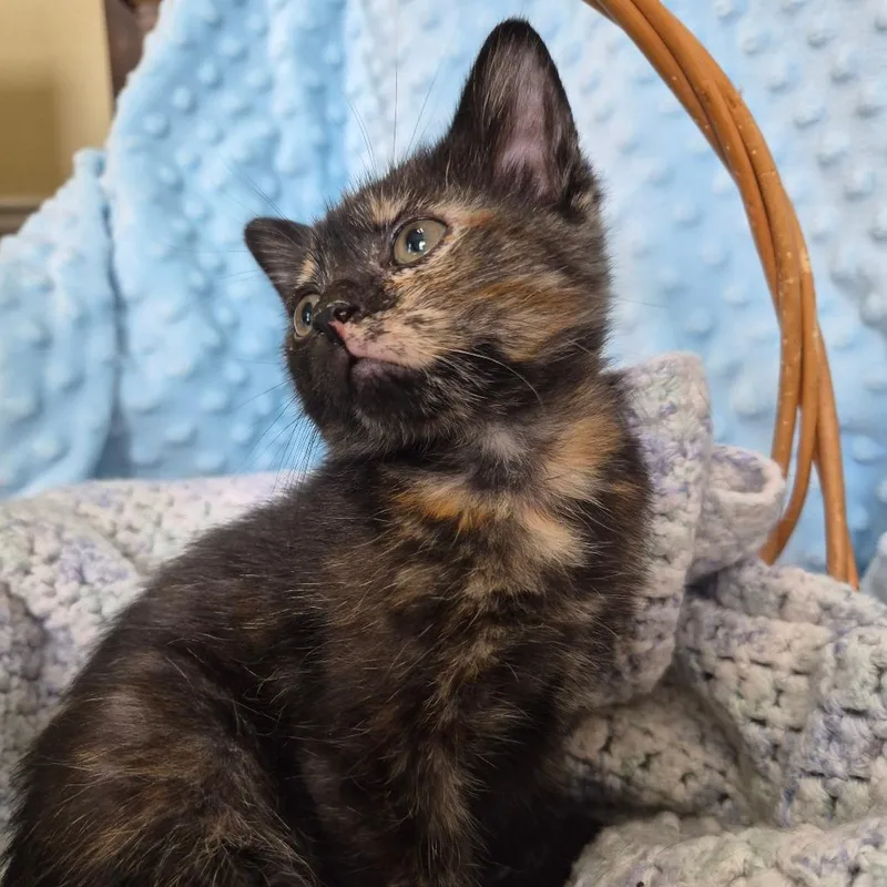A baby small-sized female Tortoiseshell Domestic Short Hair cat named Kyoto for adoption in Richmond, KY
