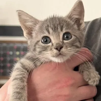 A baby small-sized male Gray / Blue / Silver Domestic Short Hair cat named Beaker Rodriguez for adoption in Eagle Mountain, UT