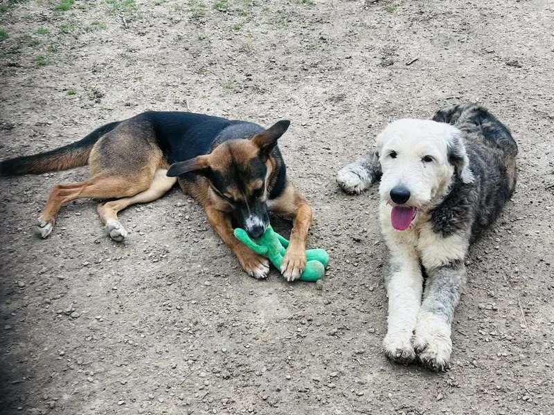 An adult medium-sized female Black Cattle Dog dog named Fiona for adoption in Colleyville, TX