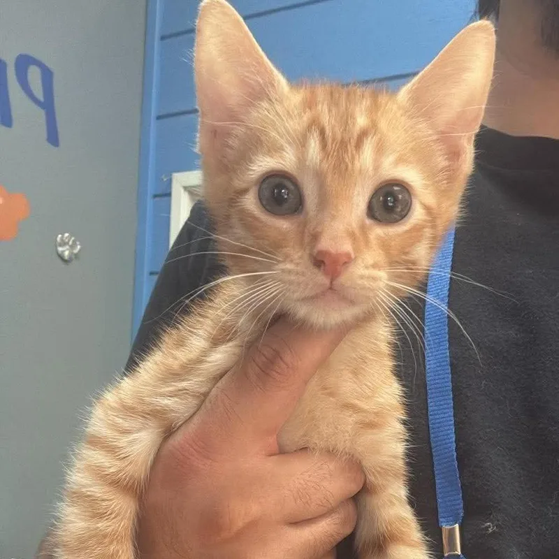 A baby small-sized male Orange / Red Domestic Short Hair cat named Cinemax Chino Hills for adoption in Chino Hills, CA