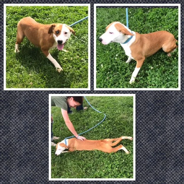 A baby medium-sized female Mixed Breed dog named Laney Wilson for adoption in Buckhannon, WV