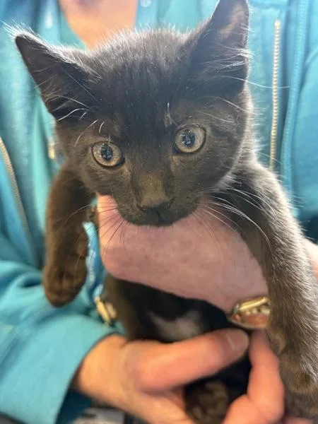 A baby small-sized male Domestic Short Hair cat named Billy for adoption in Monterey, CA