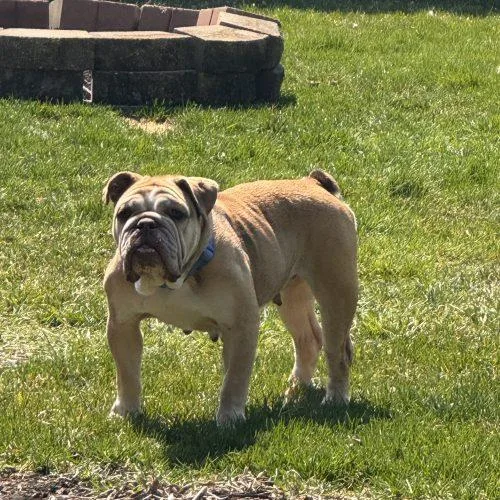 A young medium-sized female Yellow / Tan / Blond / Fawn English Bulldog dog named Daisy for adoption in Chicago, IL