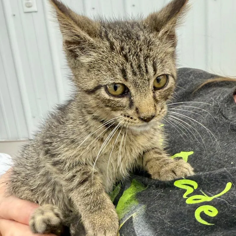 A baby medium-sized male Brown / Chocolate Domestic Short Hair cat named Shirkey for adoption in Richmond, MO