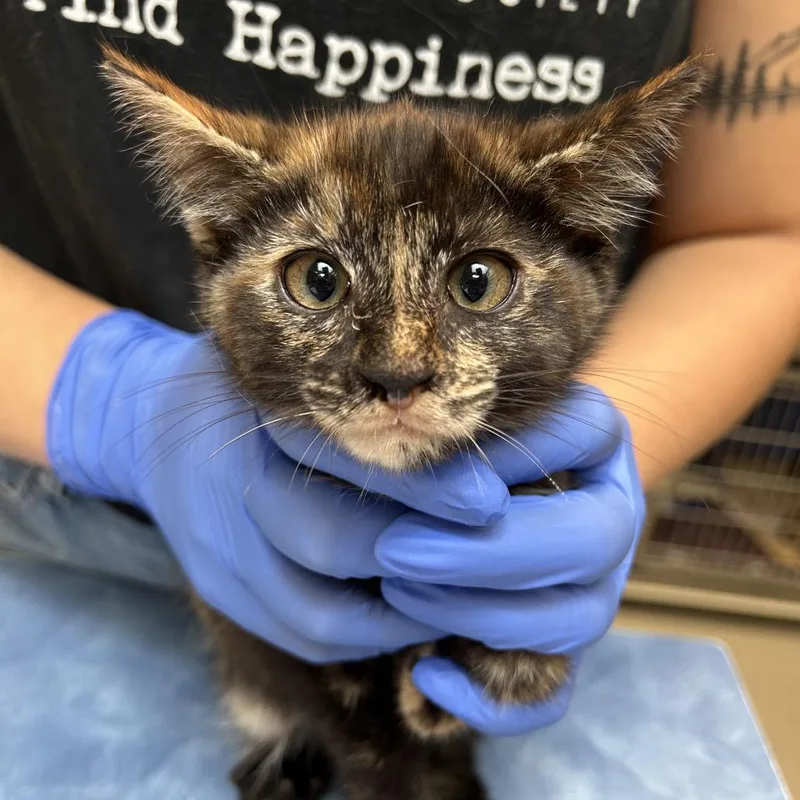 A baby small-sized female Tortoiseshell Domestic Short Hair cat named Audrey for adoption in Lynchburg, VA