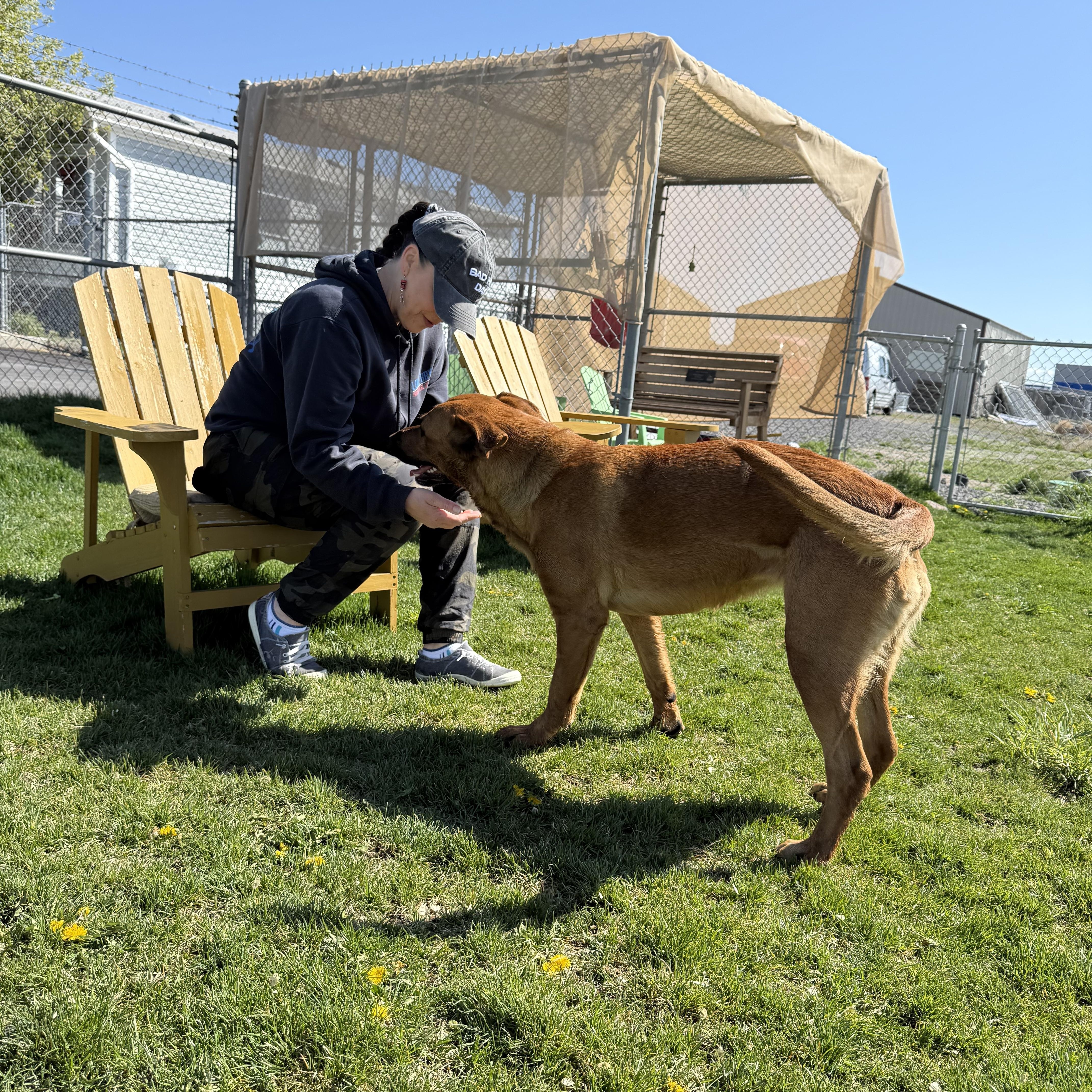 An adult large-sized female Rhodesian Ridgeback dog named Willow for adoption in Prineville, OR