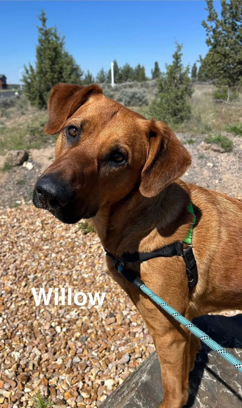 Willow thumbnail 6