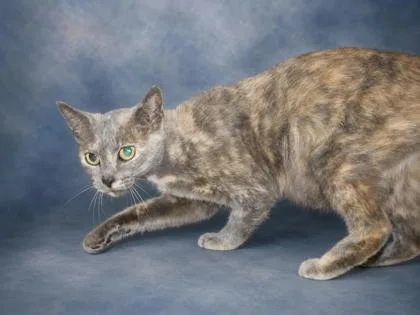 An adult medium-sized female Domestic Short Hair cat named Clementine for adoption in Taylorsville, NC