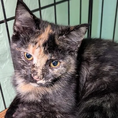 A baby medium-sized female Tortoiseshell Domestic Short Hair cat named Mara for adoption in Shippenville, PA