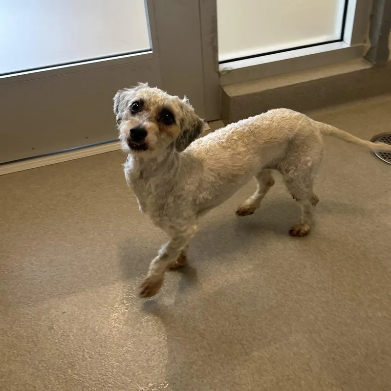 A young small-sized female White / Cream Mixed Breed dog named Carmela for adoption in Playa Vista, CA