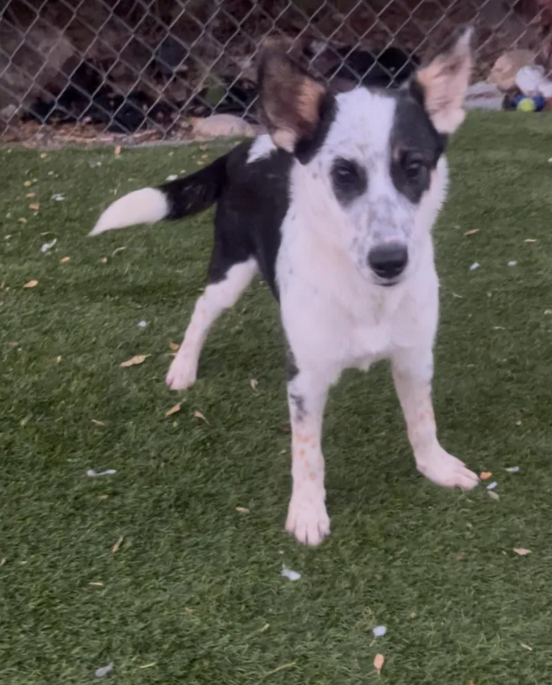 A young medium-sized male White / Cream Border Collie dog named Scrabble for adoption in Longmont, CO