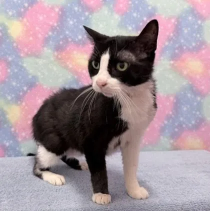 A senior medium-sized female Domestic Short Hair cat named Chloe for adoption in West Chester, PA