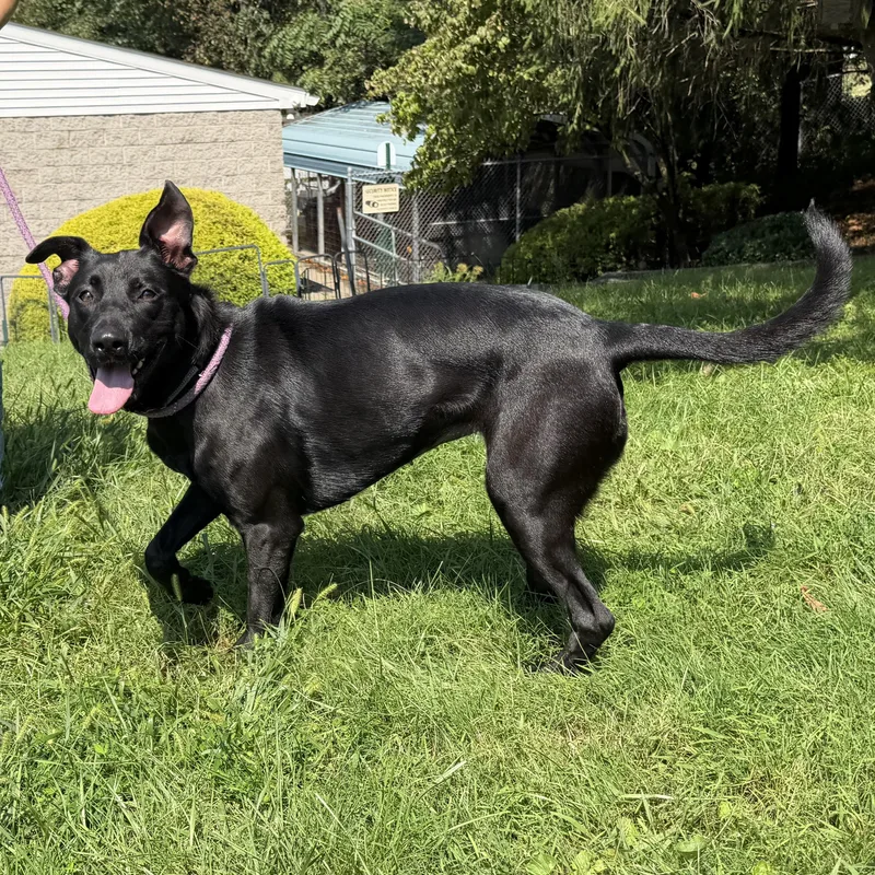 A baby large-sized female Black Labrador Retriever dog named Girlie for adoption in Latrobe, PA