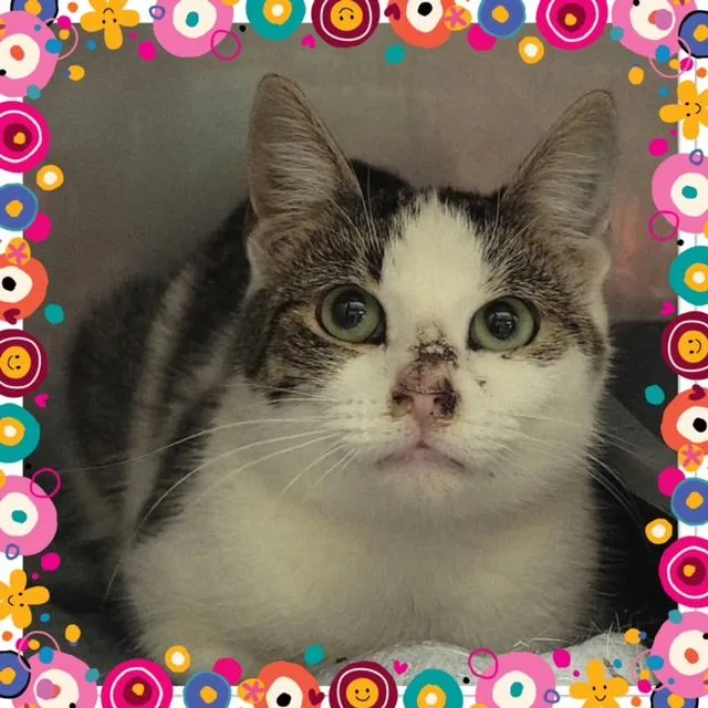 An adult small-sized female Tabby (Gray / Blue / Silver) Domestic Short Hair cat named Cresent for adoption in Buckhannon, WV