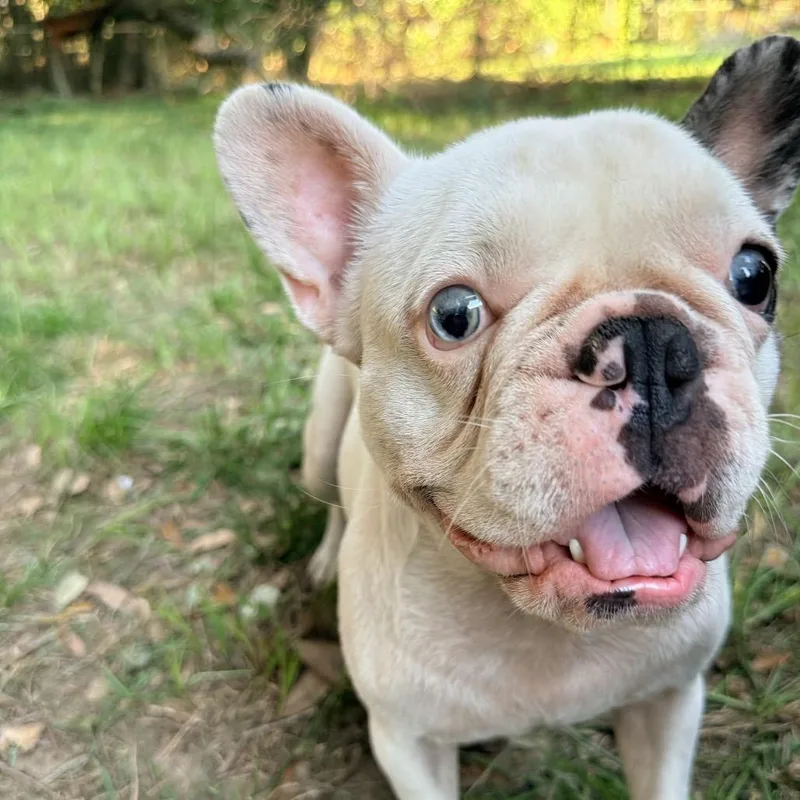 An adult small-sized female French Bulldog dog named Gouda for adoption in Daphne, AL