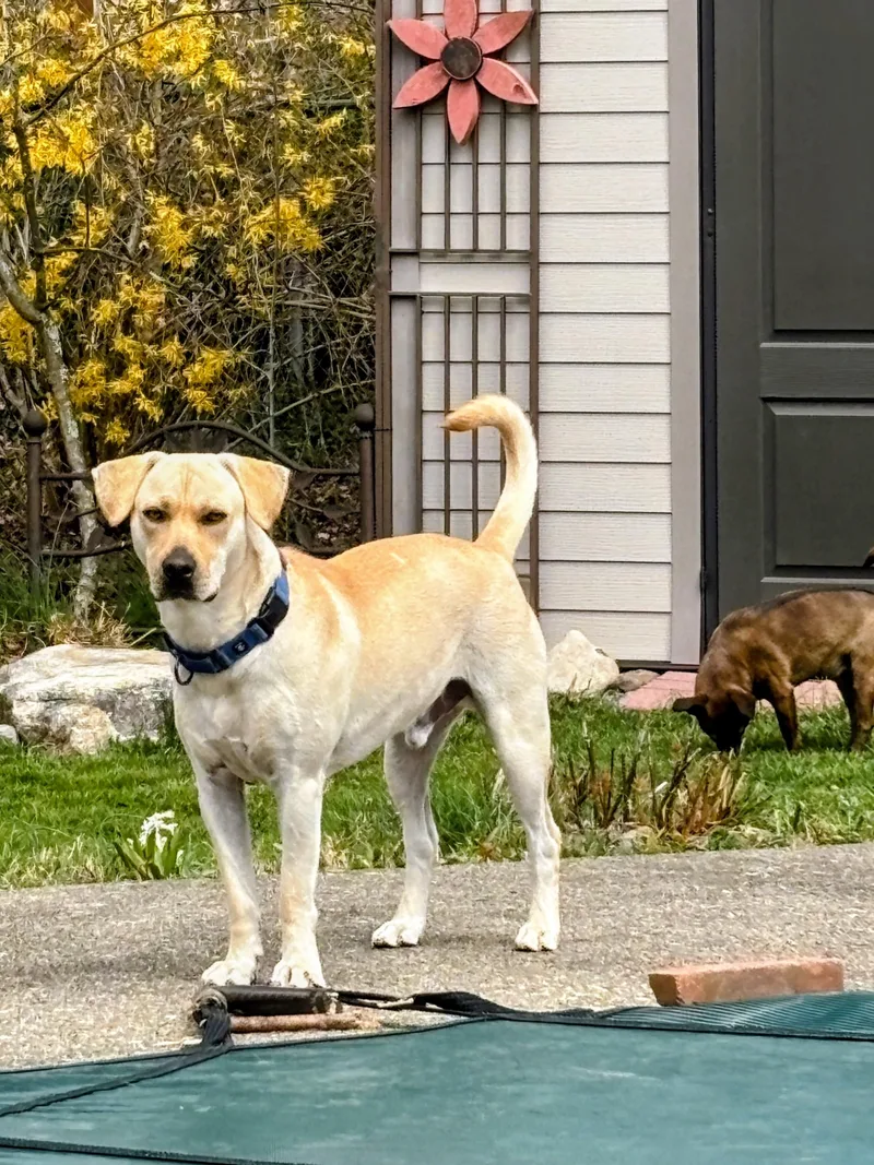 A young medium-sized male Yellow Labrador Retriever dog named Johnny In The Hudson for adoption in Willington, CT