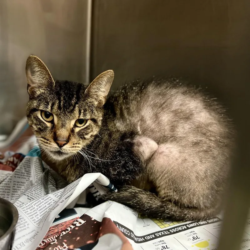 A senior large-sized male Brown / Chocolate Domestic Short Hair cat named Butterscotch for adoption in Edinburg, TX